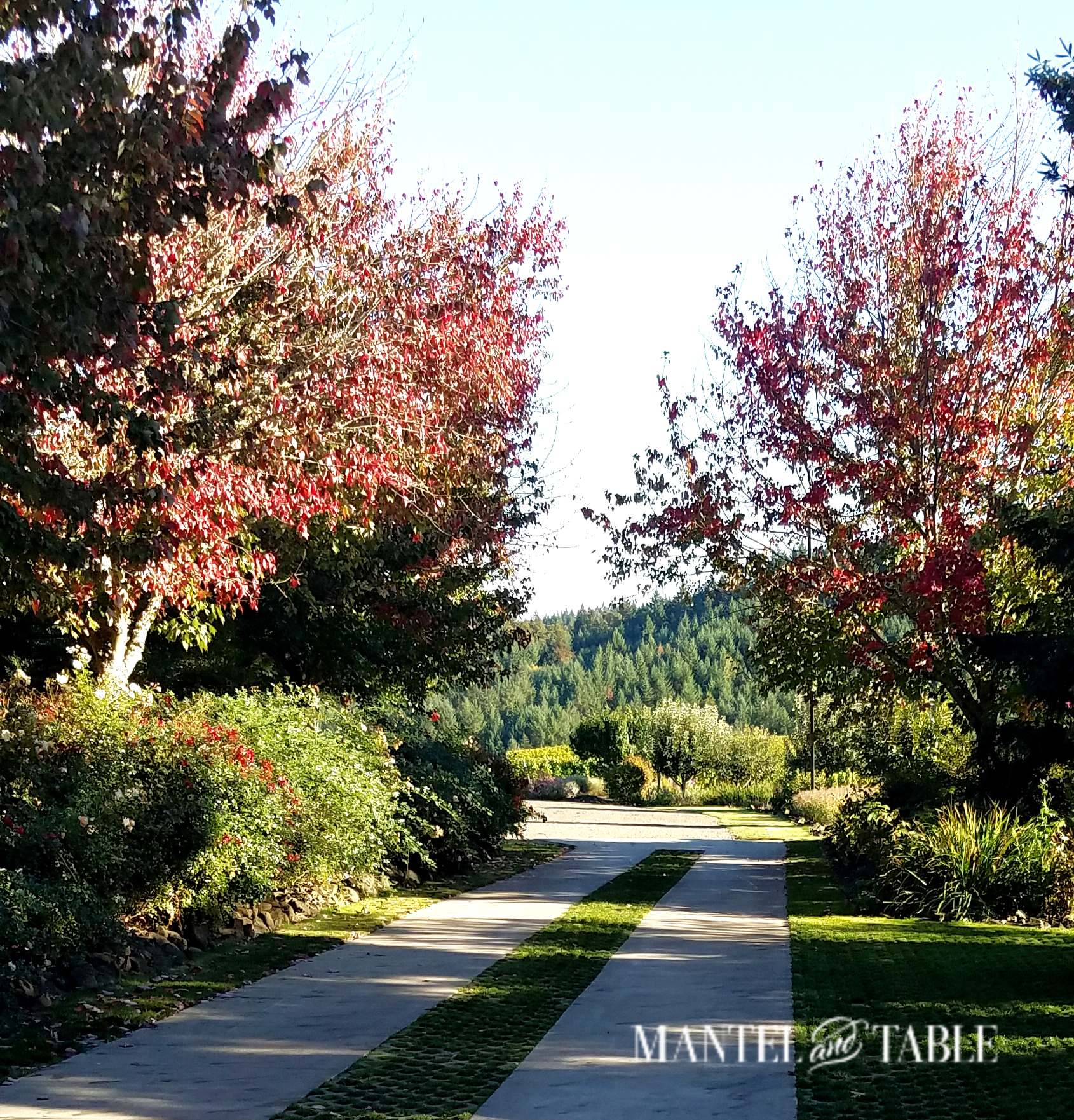 Narrow road between tow red maple trees - blue sky and green landscaping