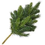 Evergreen Spray