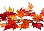 Fall Leaf Garland