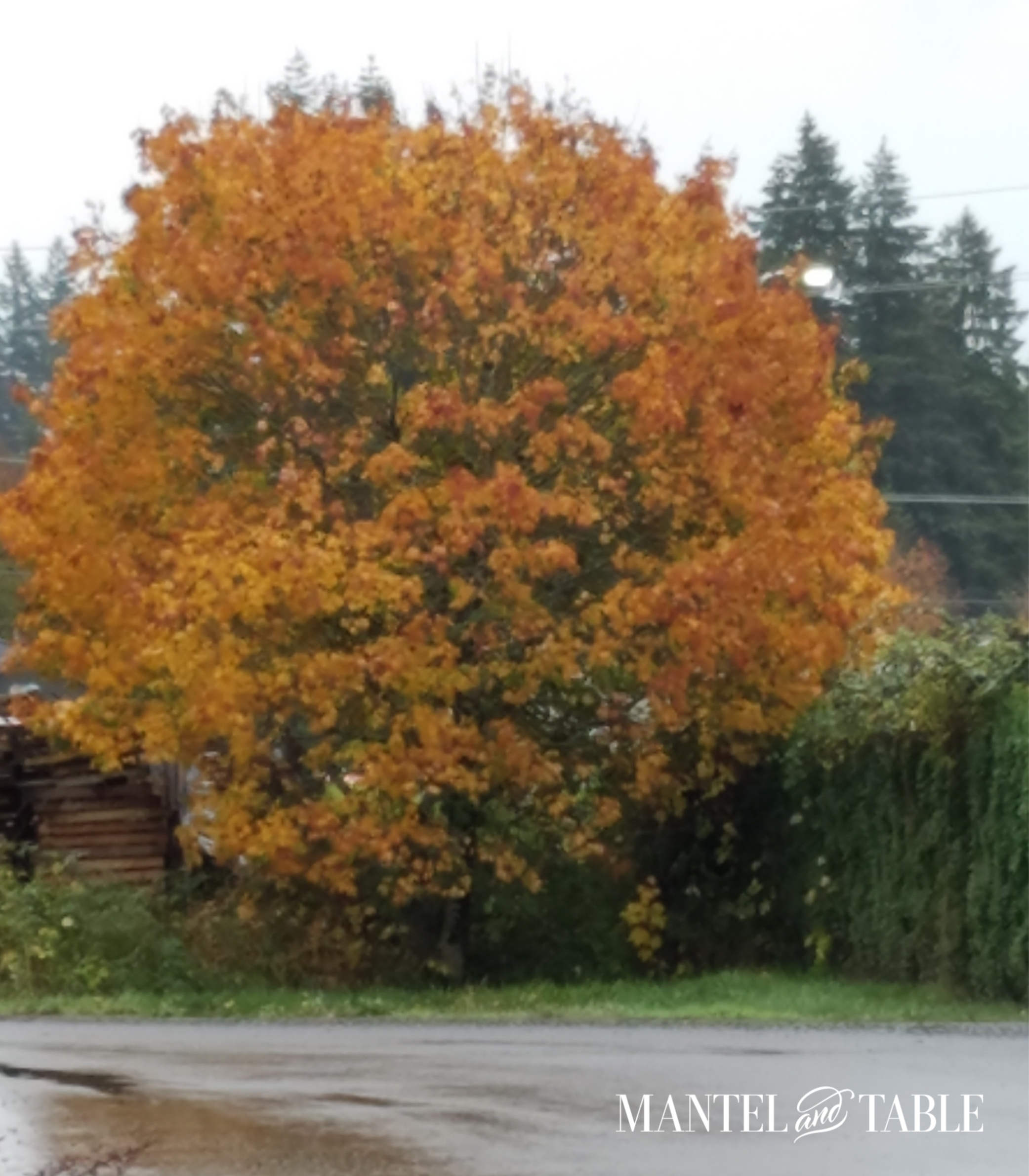 Big Round Maple Tree with beautiful red & orange leaves, driveway in the foreground