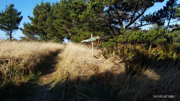 Beach grass and pine trees, wooden handpainted sign pointing to the beach