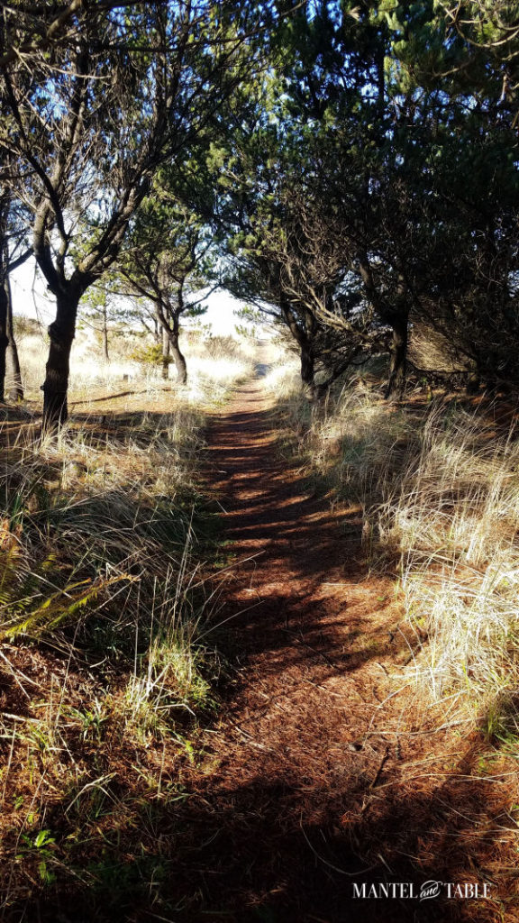 Path through the pine woods and beach grass
