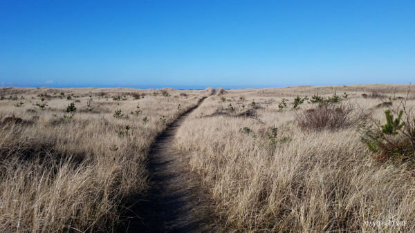 Beach path through grassy dunes. blue sky