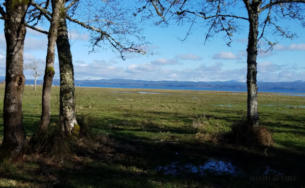 Flat green marsh, overlooking the bay and blue sky. Winter trees in the foreground.