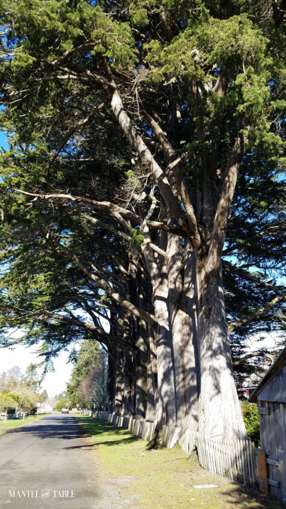 Huge trees line the main street in Oysterville