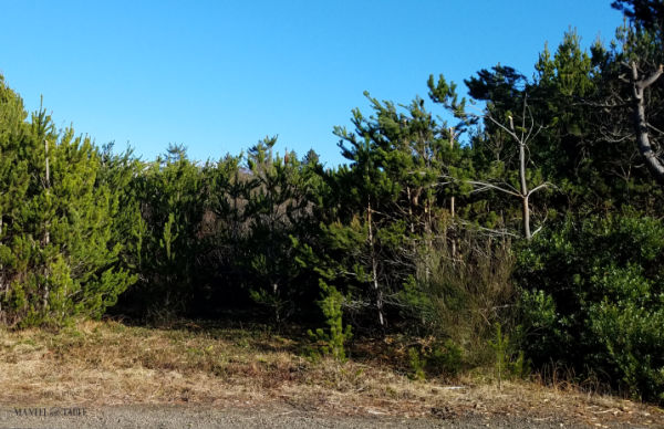 Beach lot full of pine trees