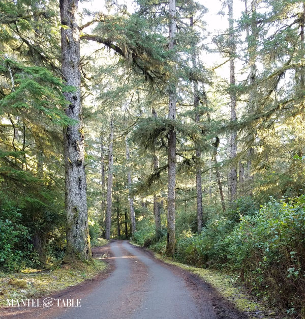 Narrow paved road through the forest
