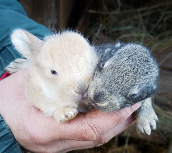 Two baby bunnies being held in a lady's hand.
