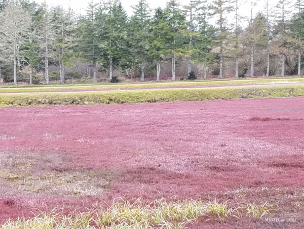 Red cranberry bog beside the forest