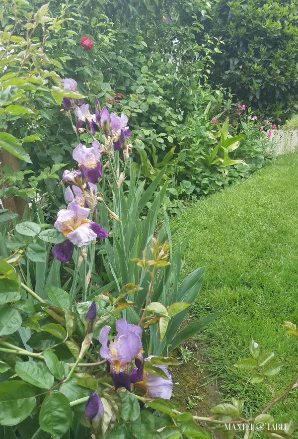 Purple iris in the flower border of our yard