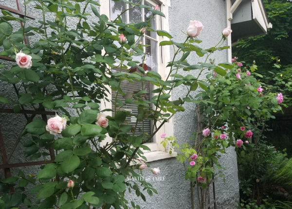 rose bushes of pink Gertrude Jekyll and Pearly Gates varieties growing on the side of our house.