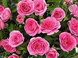 Gertrude Jekyl Rose