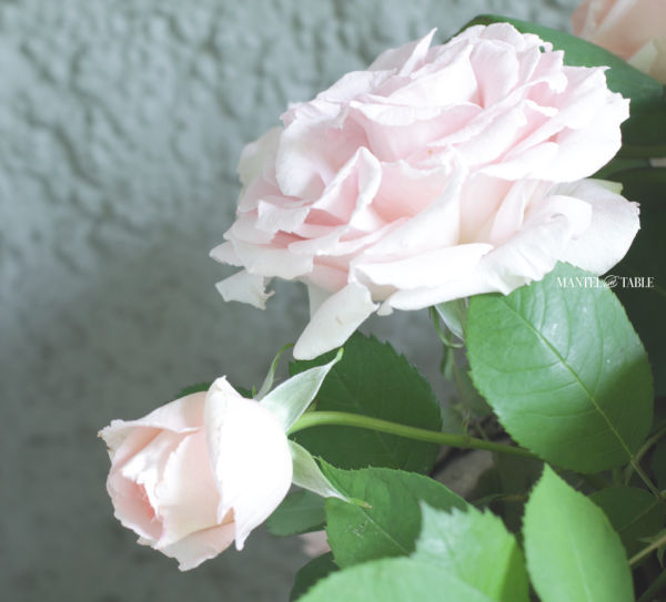 Blush roses