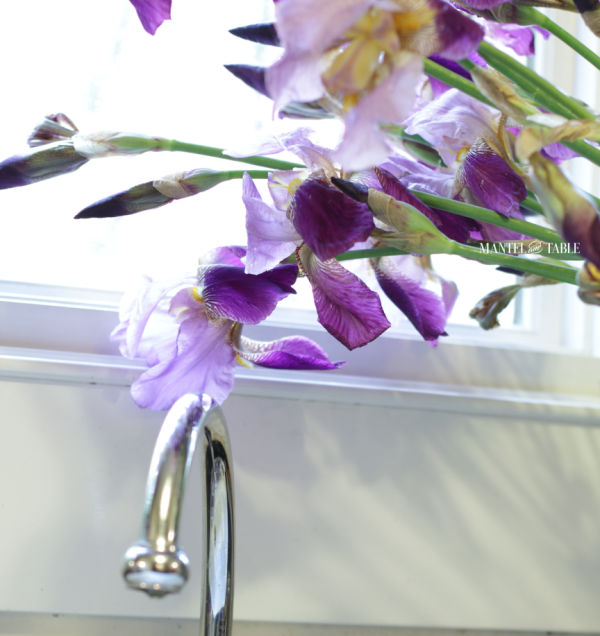 Purple iris arching over a white sink.