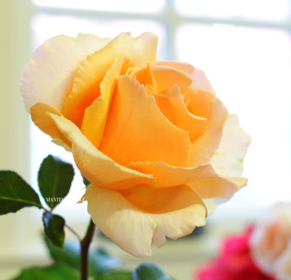Peach rose