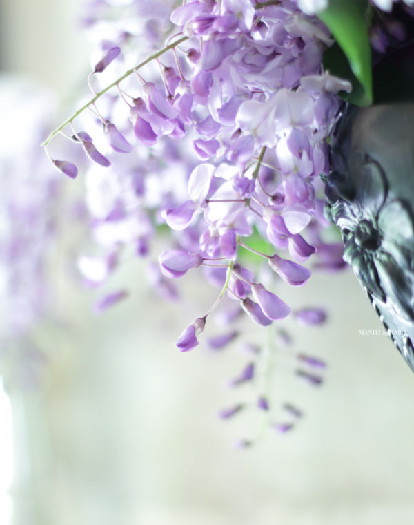 Super closeup of light purple wisteria clusters in black amethyst glass vase with blurred white background