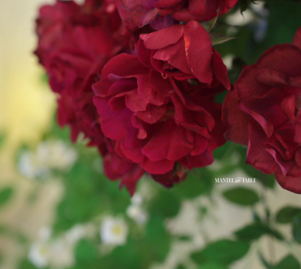 Super close up of a couple red roses, white green & glowing yellow blurred background
