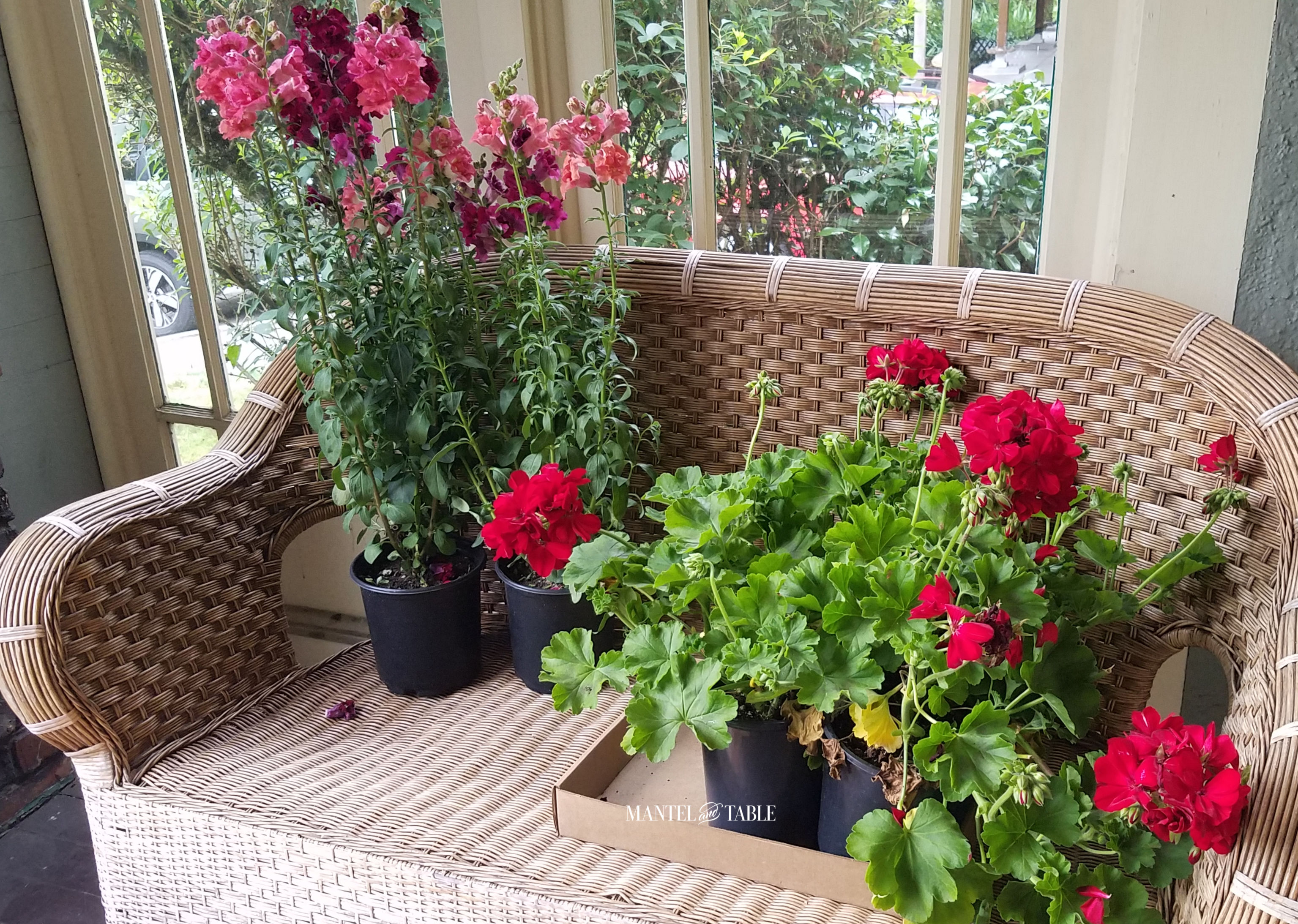 Snapdragon and geranium plants on wicker love seat