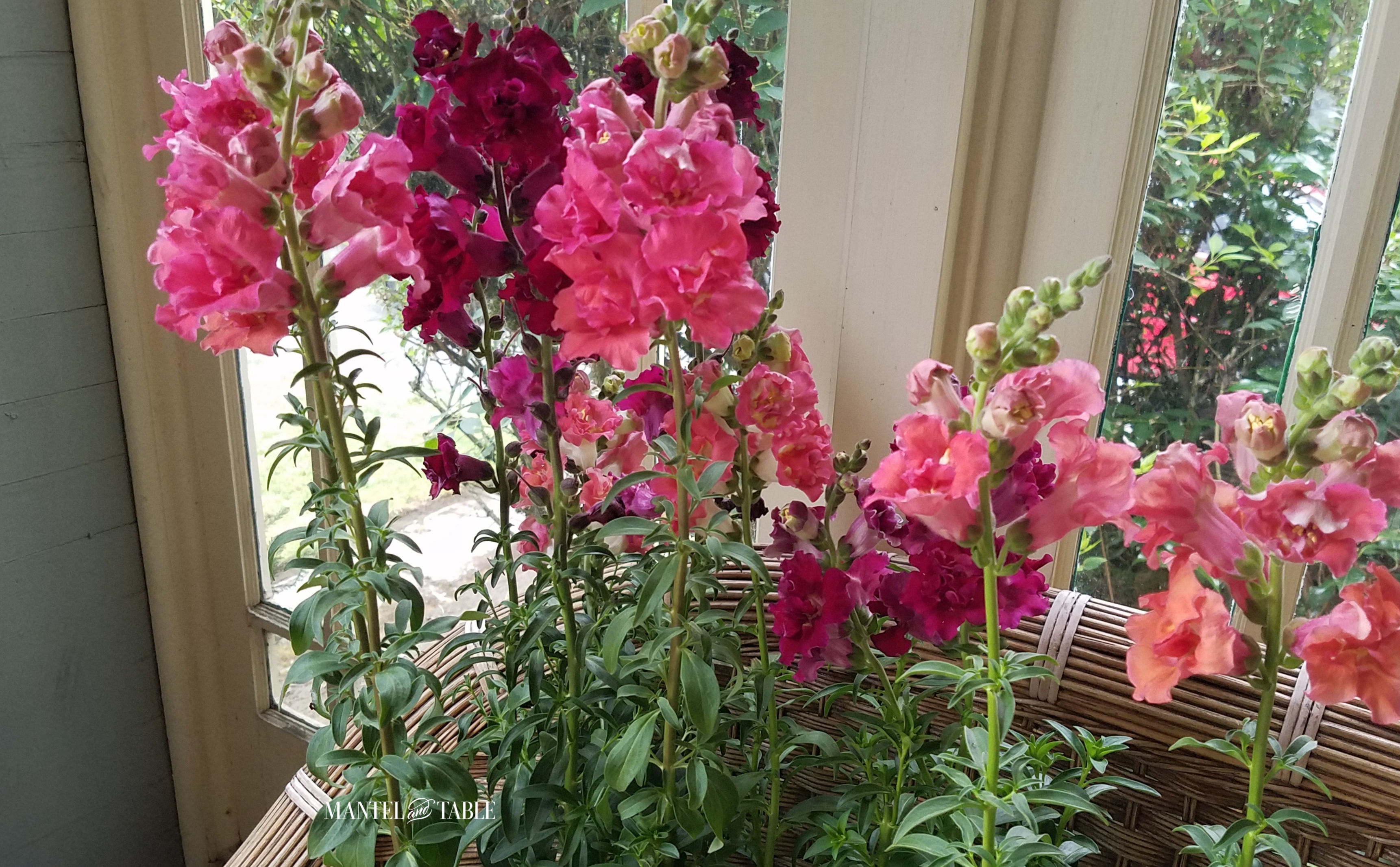Blooming snapdragon plants in shades of red, pink, and salmon