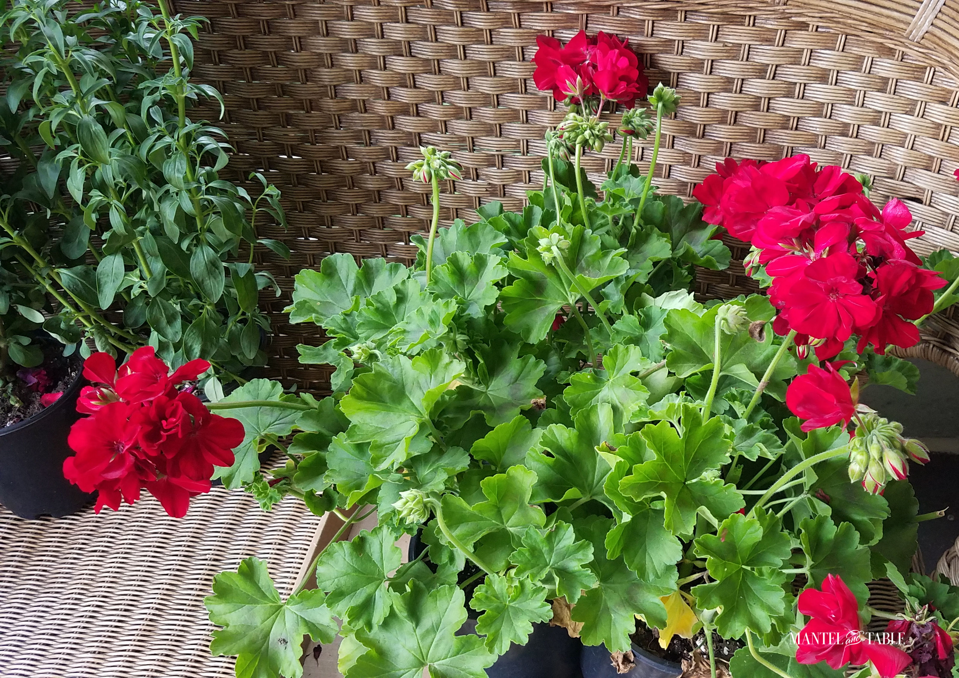 red geranium plants