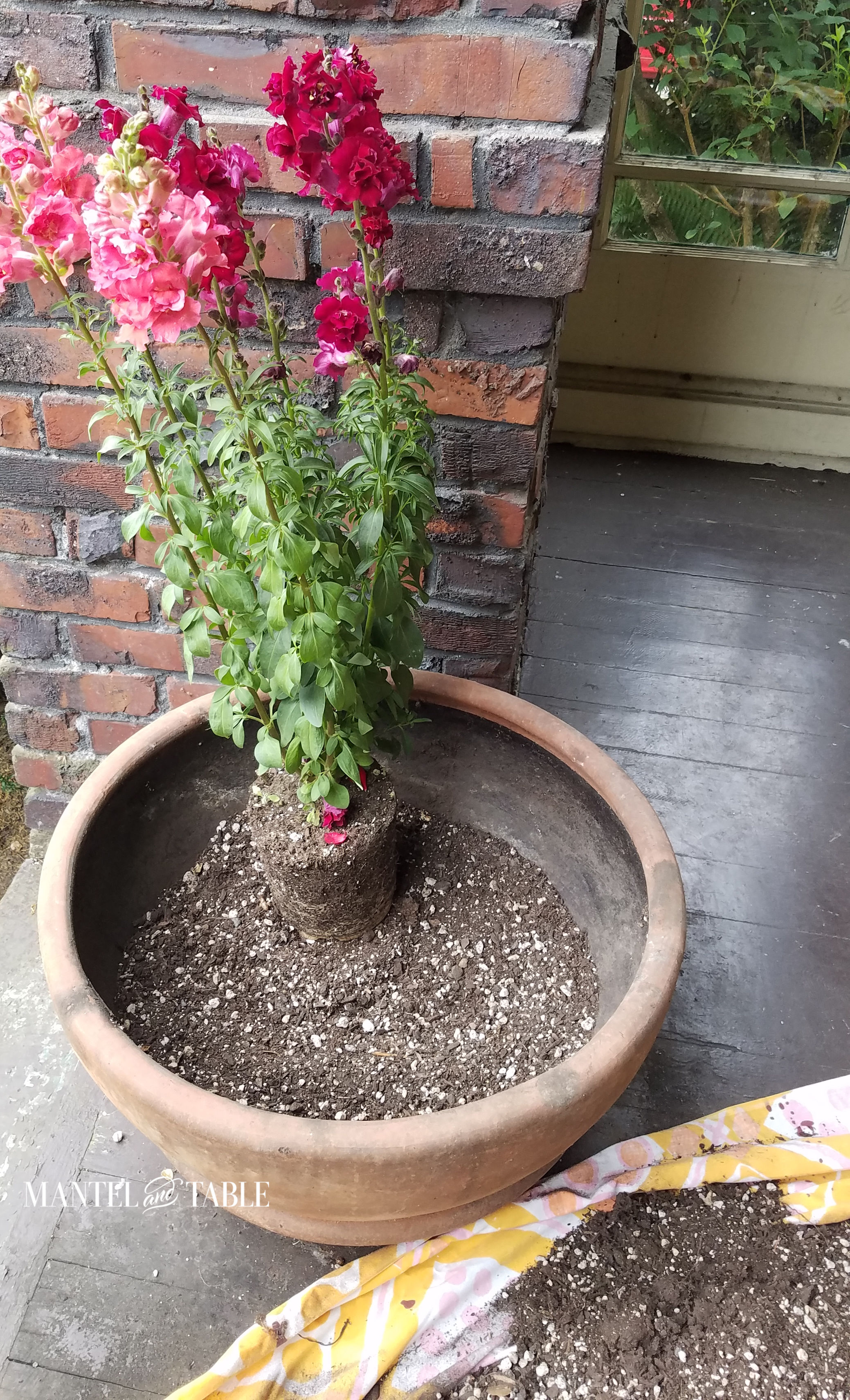 Tall red and salmon flower plant set into planter