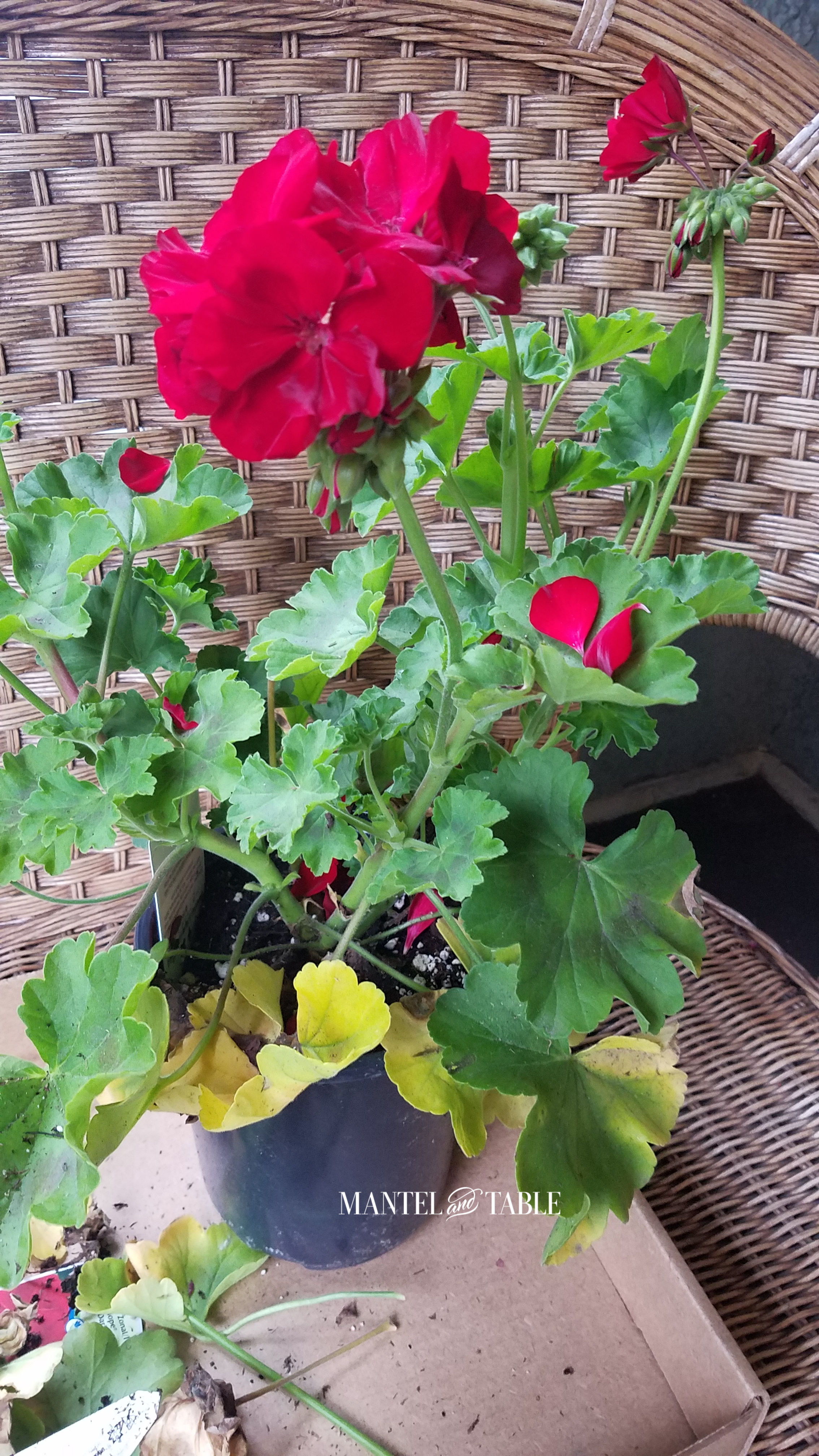 red geranium plant from the nursery. yellow bottom leaves