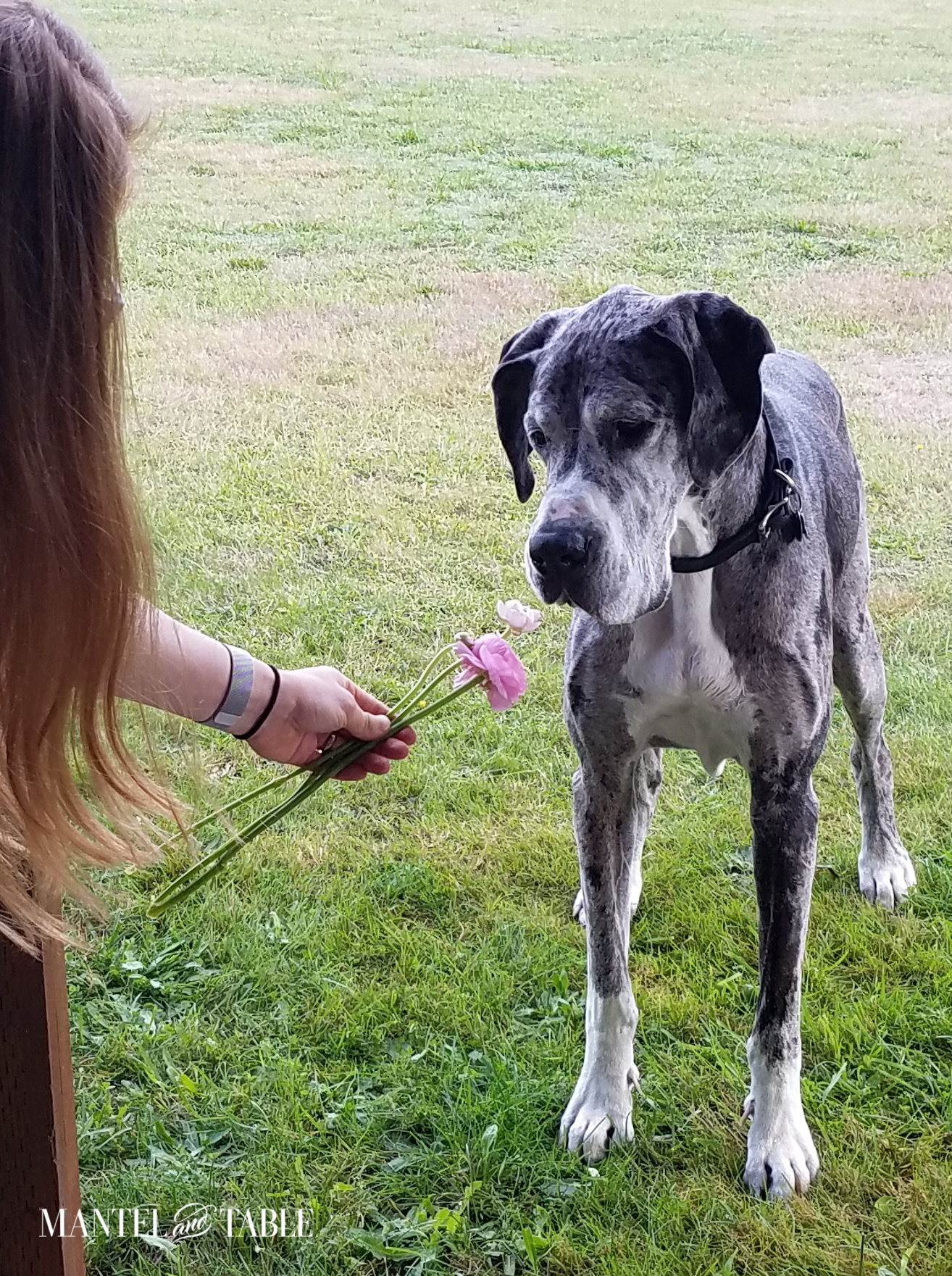 Big gentle dog sniffing flowers