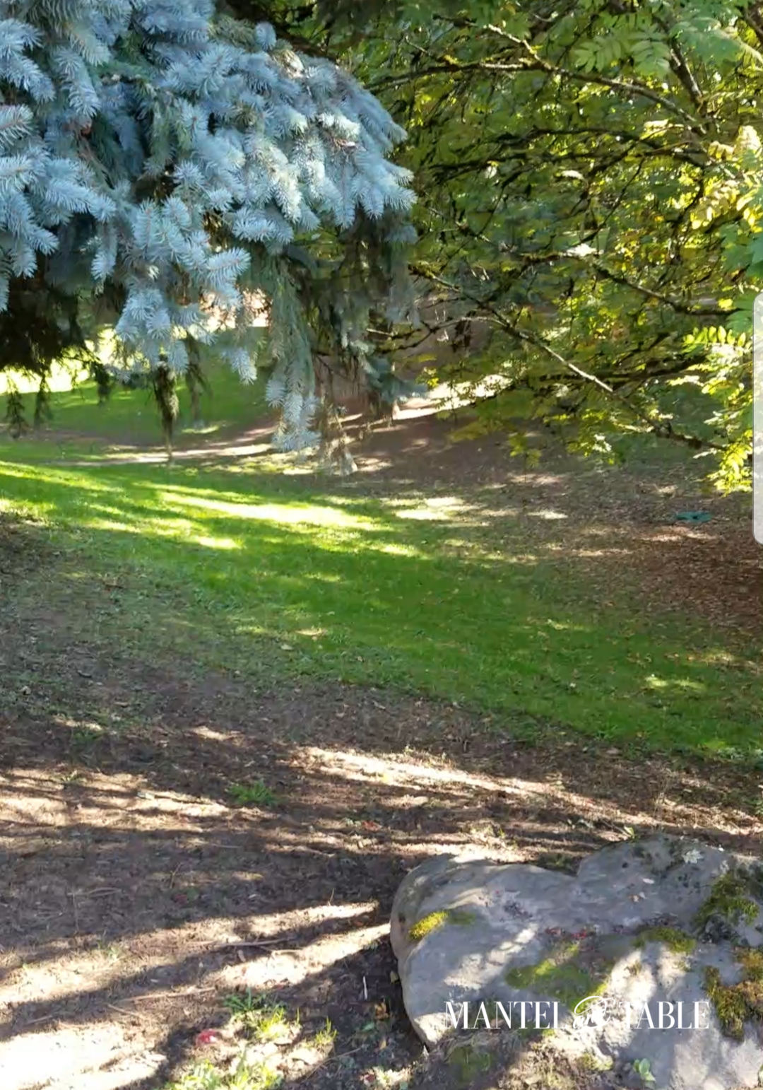 Elegant fall picnic Grassy hollow, dappled sunlight through the trees