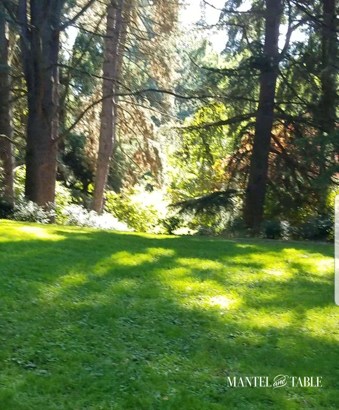 Elegant fall picnic Grassy park and trees