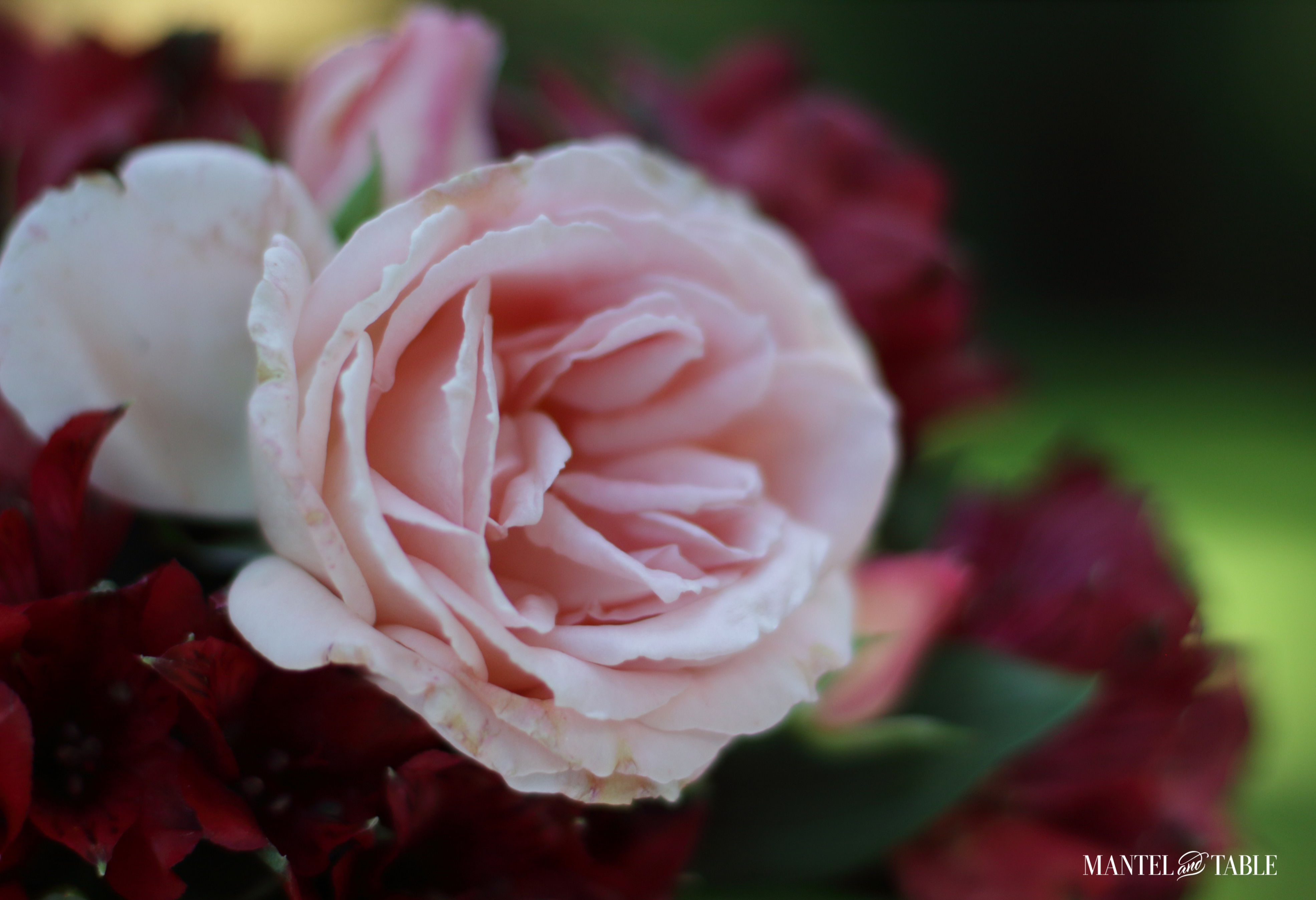 Elegant fall picnic flowers