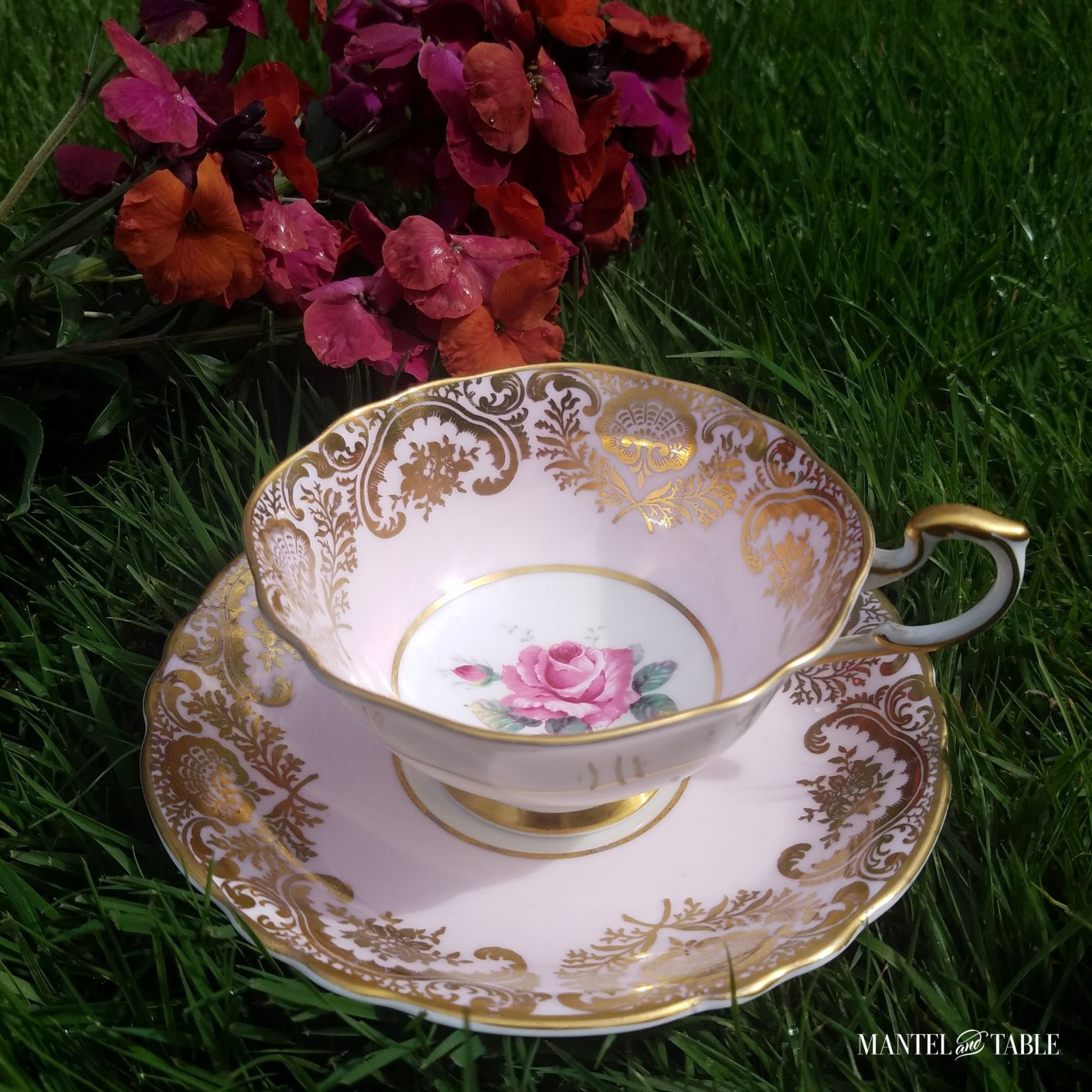 Paragon pink teacup on the lawn