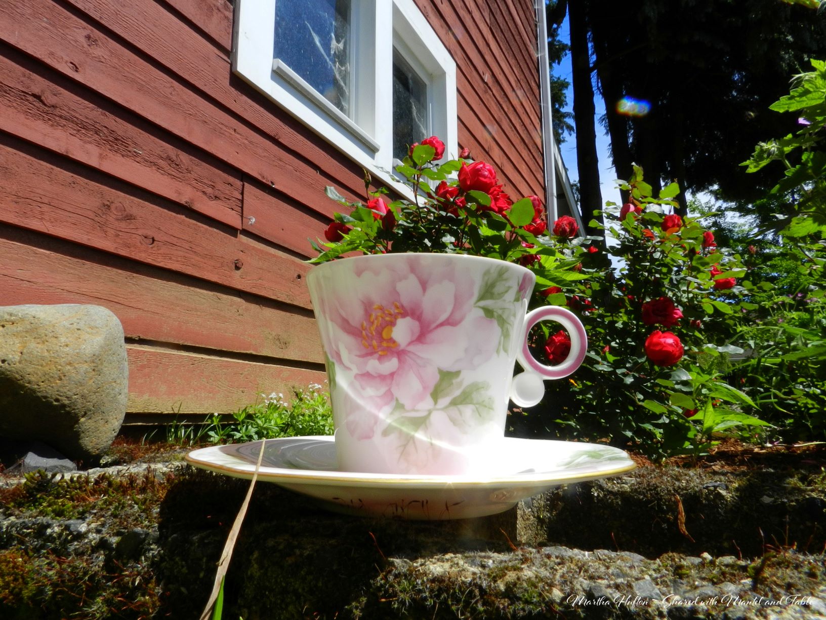 Teacup on rock steps in rose garden