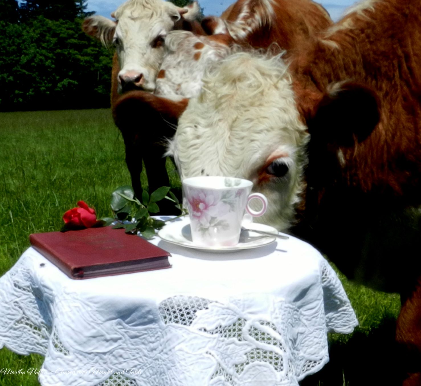 Cows in a field looking at a teacup on a table