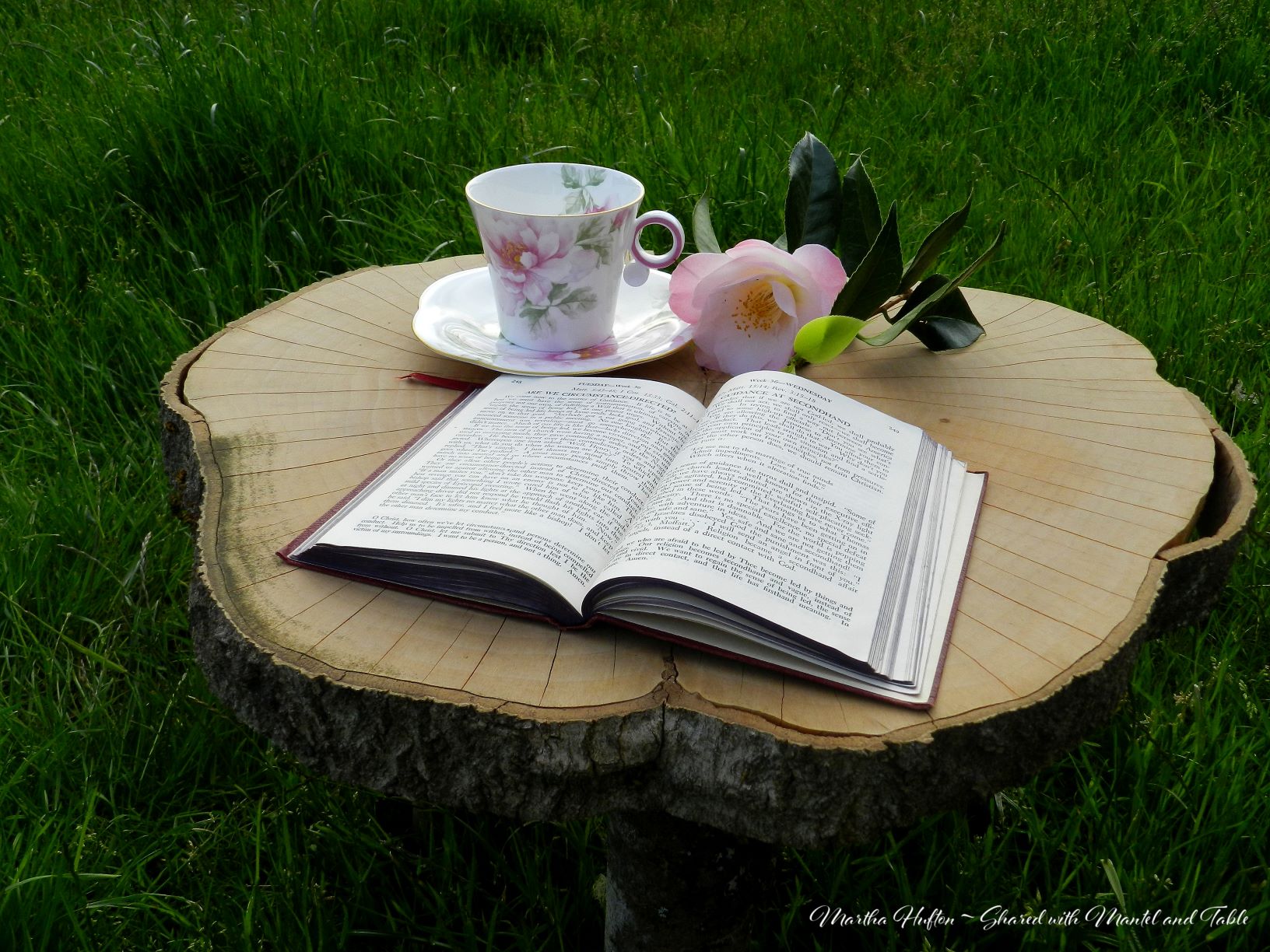 Teacup on a tree stump in a field with flower and book