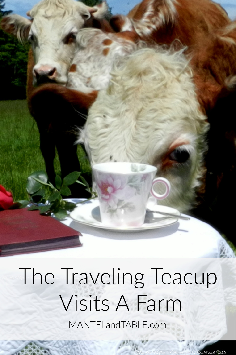 Cows looking at a teacup on a table with Pinterest banner