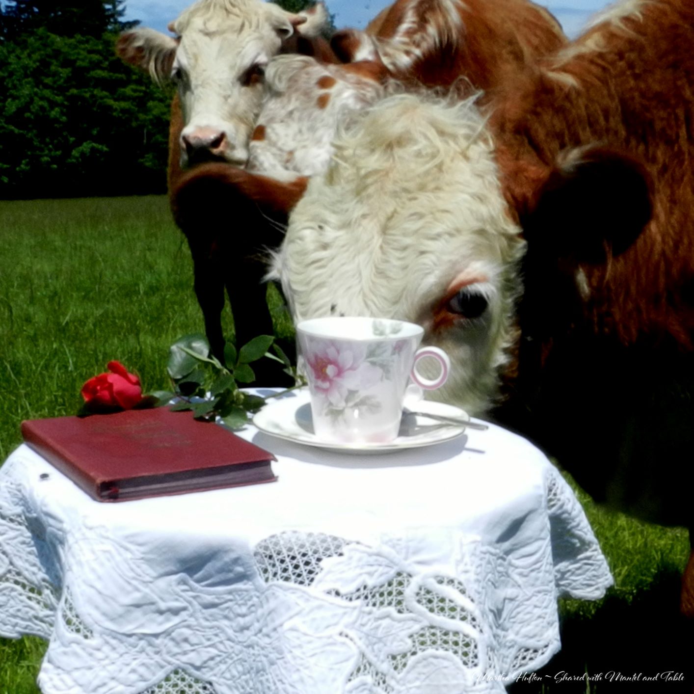 Top 10 Favorites - Pink and white flowered teacup on a table in a field with cows
