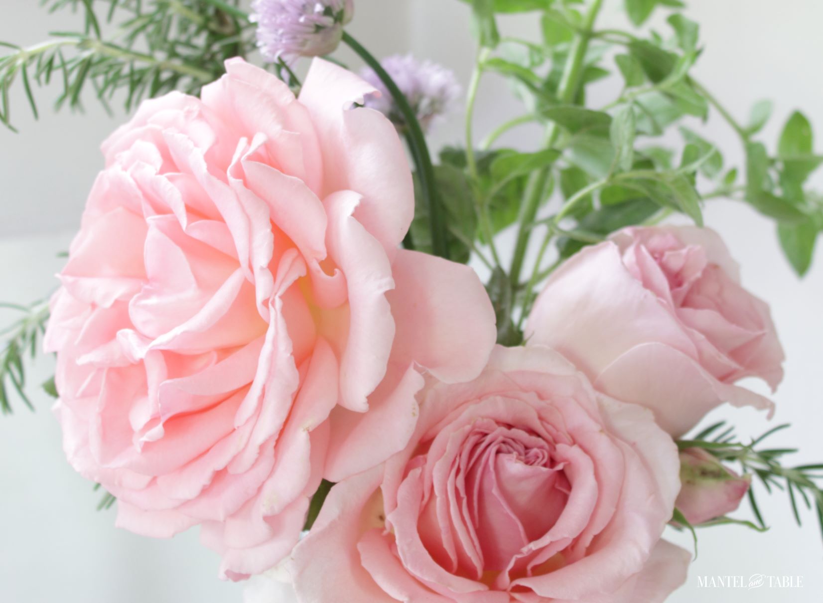 pink roses