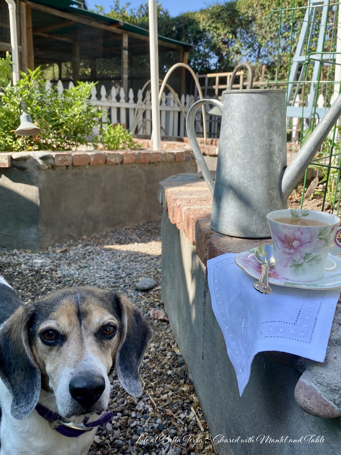 Teacup on white linen napkin on garden wall with brown and white dog