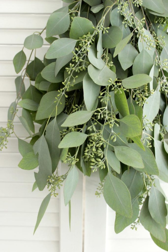 Click here to buy seeded eucalyptus