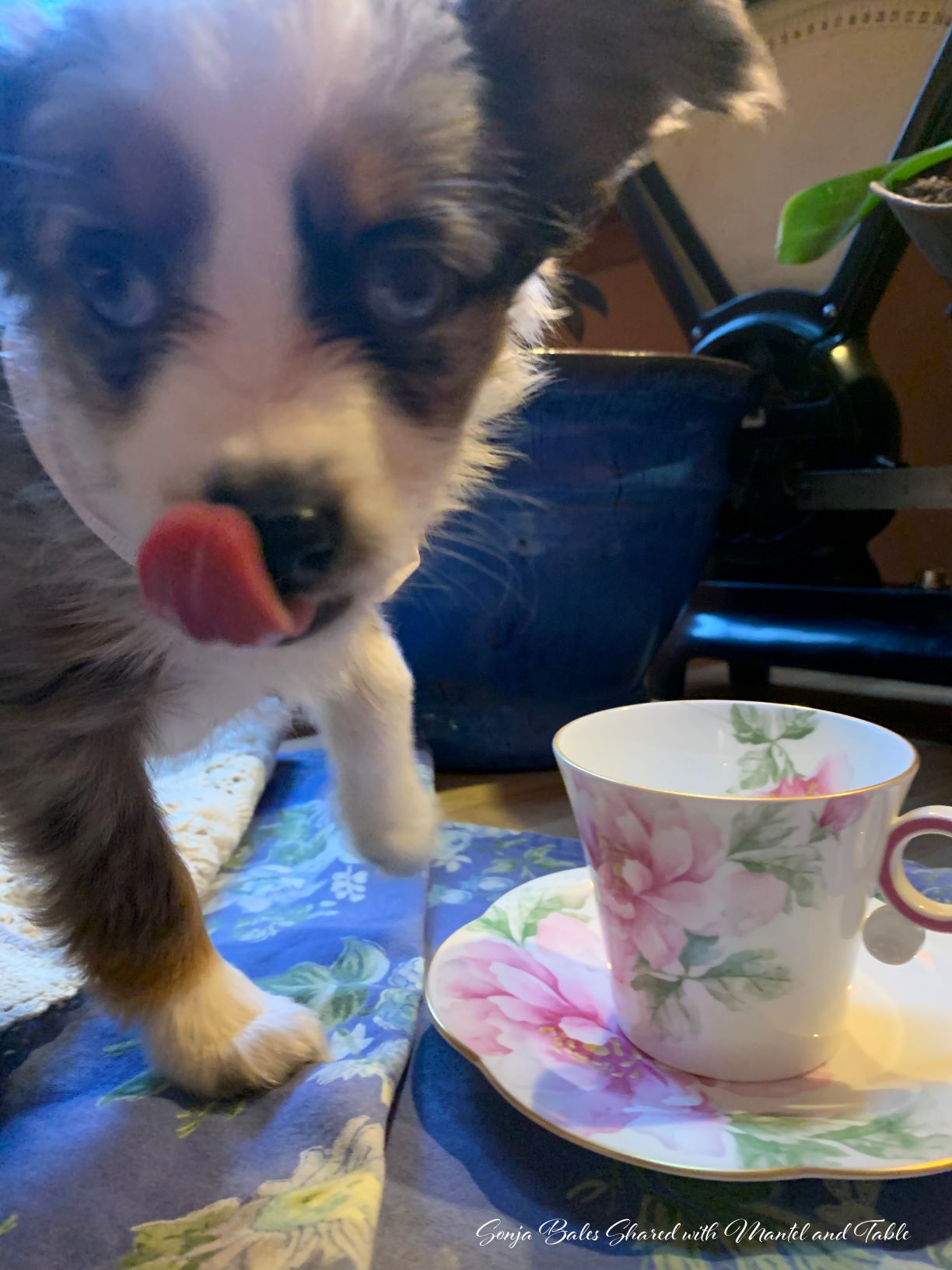 Closeup of puppy licking her nose after drinking milk from a teacup