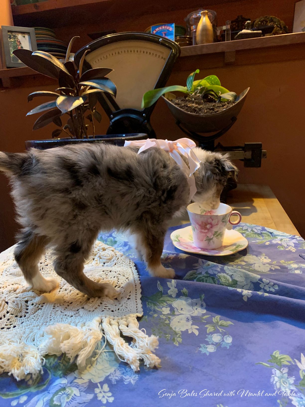 New puppy looking into teacup
