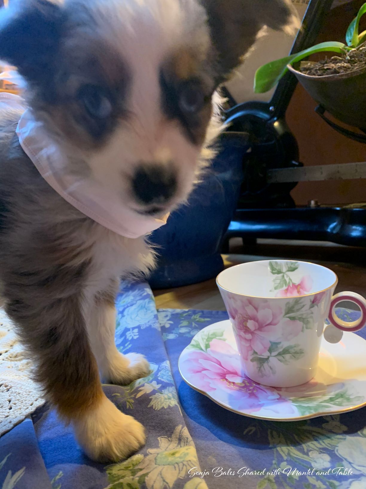 The Traveling Teacup on a table with a mini Australian Shepherd new puppy