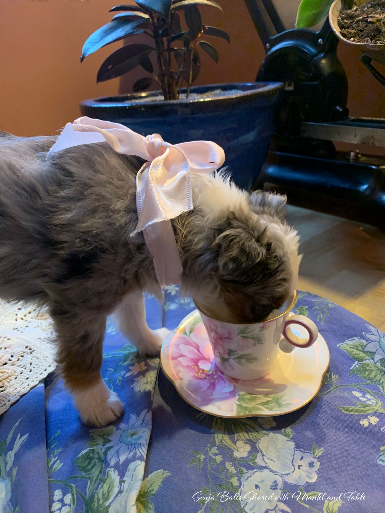 Neighbors' new puppy licking milk from teacup