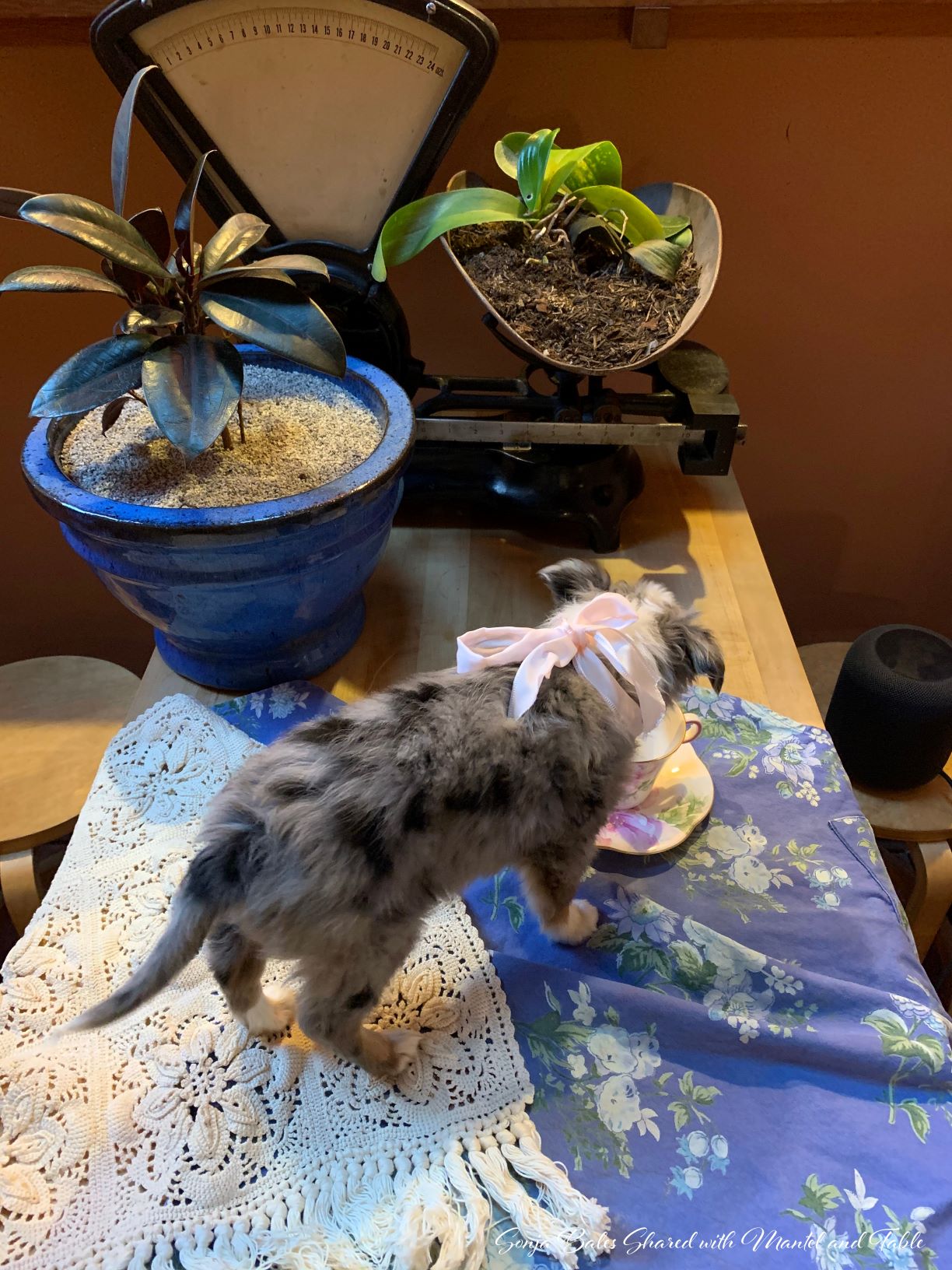 Neighbors' new puppy on table with teacup
