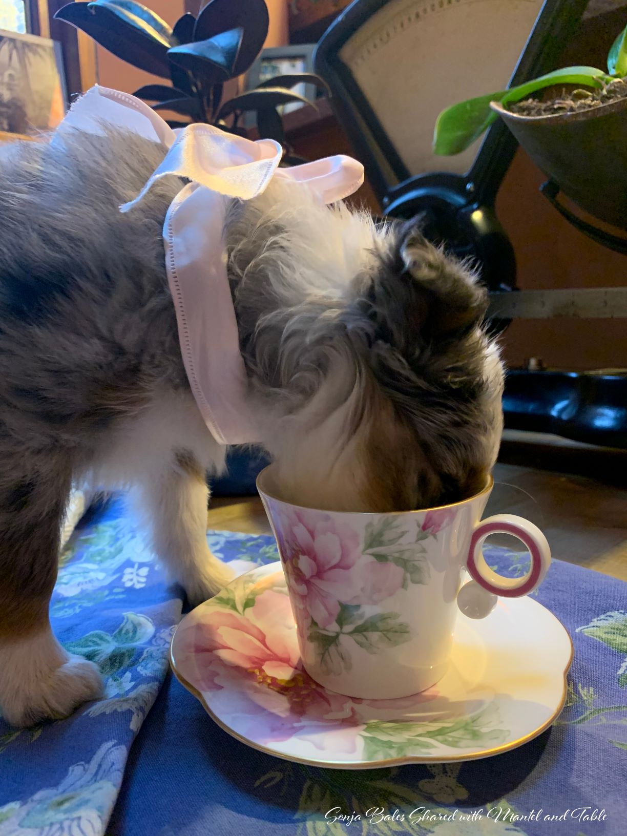 Puppy with nose in teacup closeup