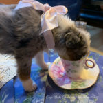 Tiny photo of puppy and teacup