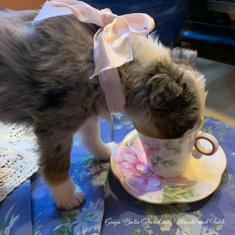 Traveling Teacup Meets The New Puppy ~ Stop #13