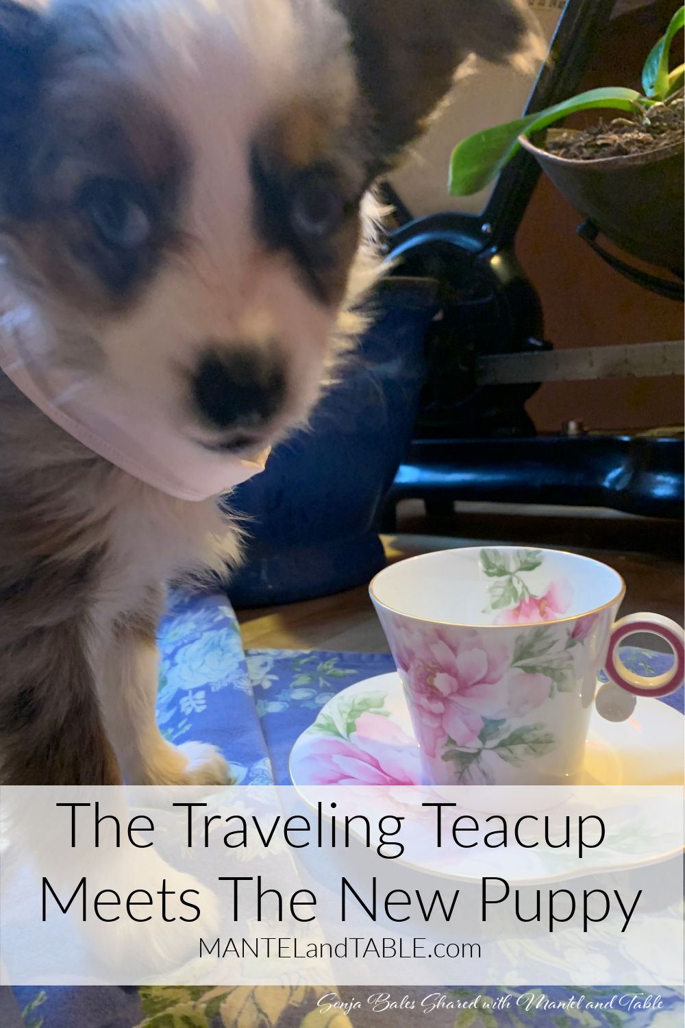 Neighbors' new puppy with big blue eyes, next to flowered teacup. Pinterest banner