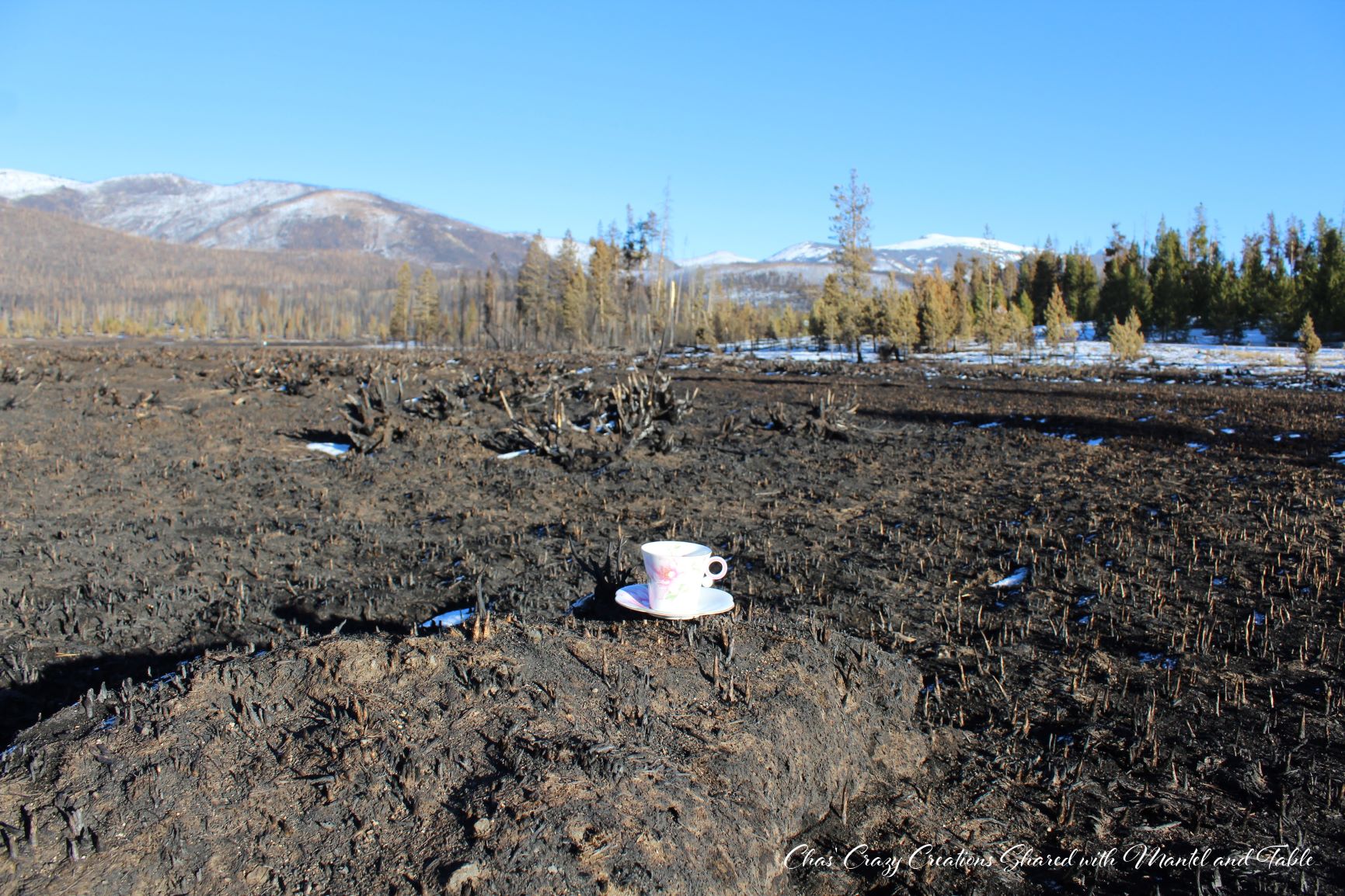 Teacup adventure - teacup in wide expanse of former wildfire burn