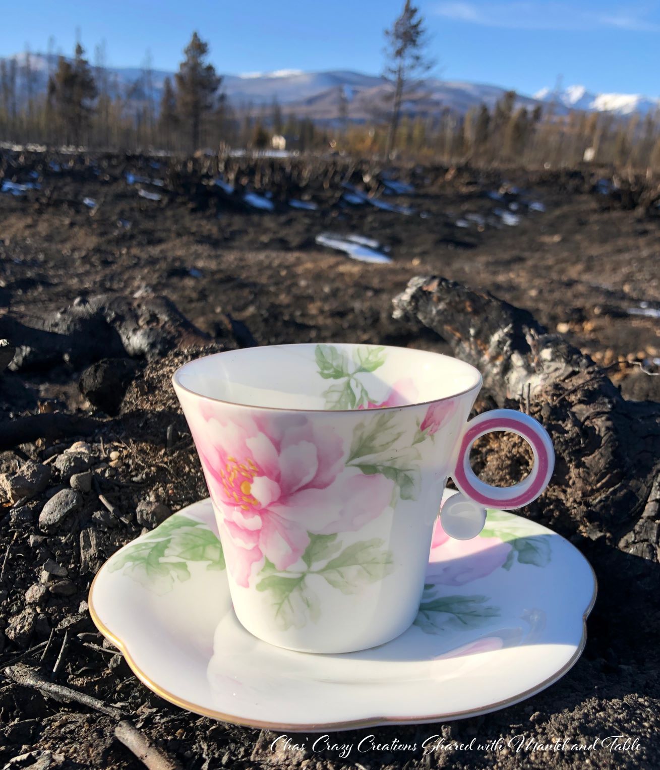 Teacup in former wildfire burn area